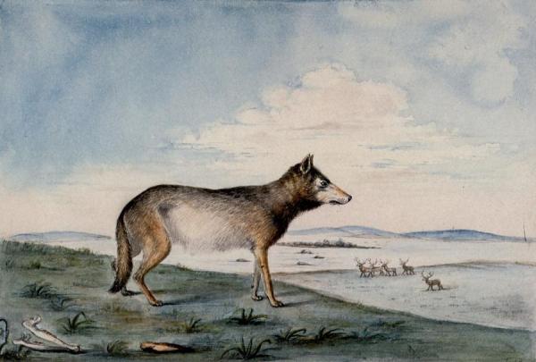 Canis Lupus by Titian Ramsey Peale Ii Oil Painting Reproductions