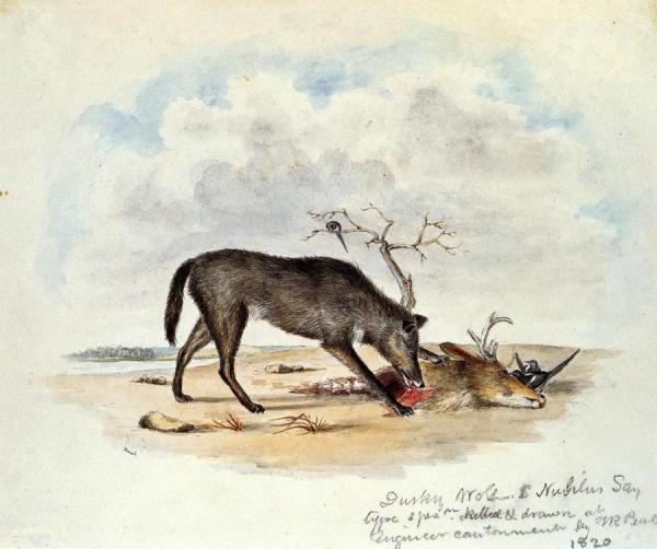Titian Ramsey Peale Ii Dusky Wolf (lupus Nubilus)