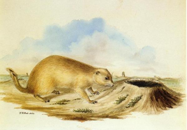 Titian Ramsey Peale Ii Prairie Dog