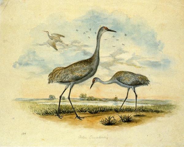 Titian Ramsey Peale Ii Sandhill Cranes