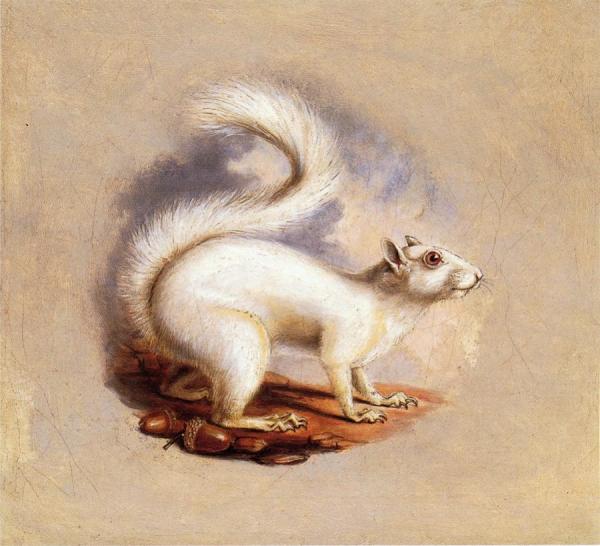 Titian Ramsey Peale Ii White Squirrel