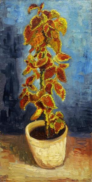 Coleus Plant In A Flower Pot by Vincent Van Gogh