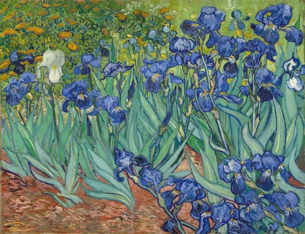 Irises by Vincent Van Gogh