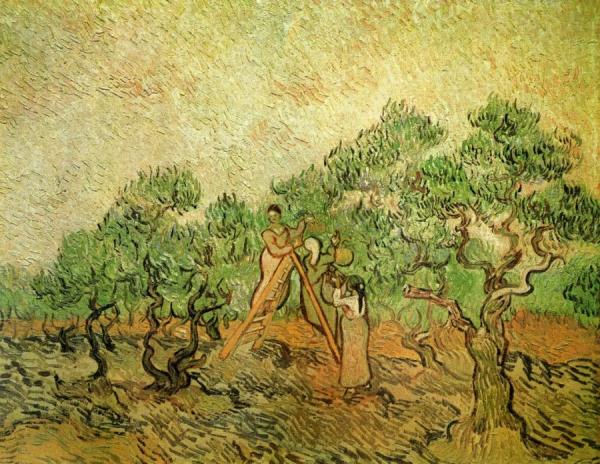 Olive Picking by Vincent Van Gogh