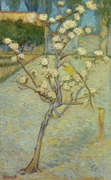 Small Pear Tree In Blossom,1888 by Vincent Van Gogh