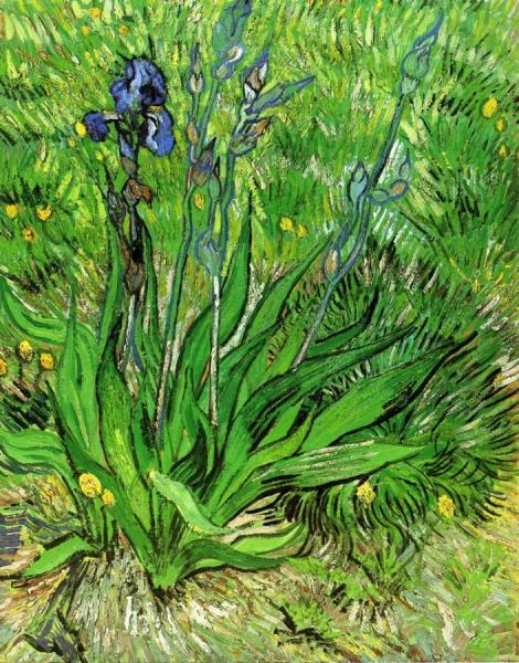 The Iris by Vincent Van Gogh