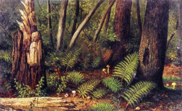 Forest With Ferns And Mushrooms by William Aiken Walker