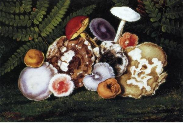 Mushrooms by William Aiken Walker