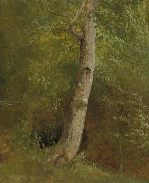 Study Of A Tree by William Holbrook Beard