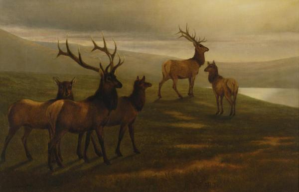 American Elk by William Jacob Hays Oil Painting Reproductions