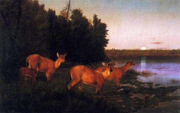 Deer At Dawn by William Jacob Hays Oil Painting Reproductions