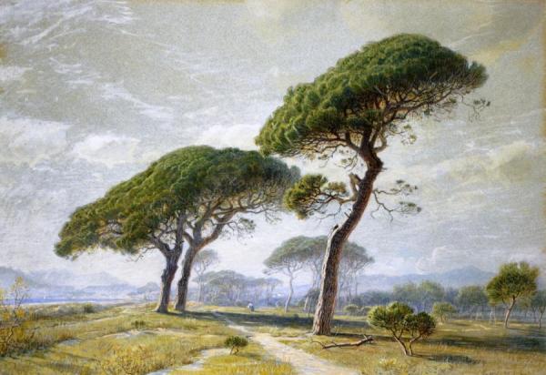 View Of Cannes With Parasol Pines by William Stanley Haseltine