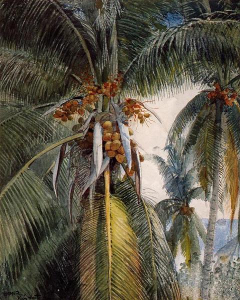 Coconut Palms, Key West by Winslow Homer