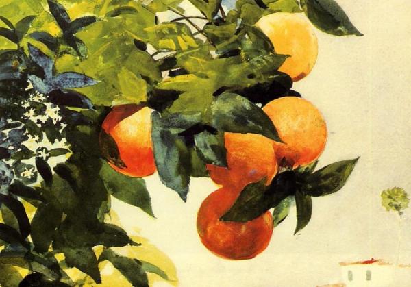 Oranges On A Branch by Winslow Homer
